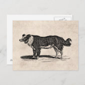 ヴィンテージ1800s縁どコリードッグイラストレーション ポストカード (正面/裏面)