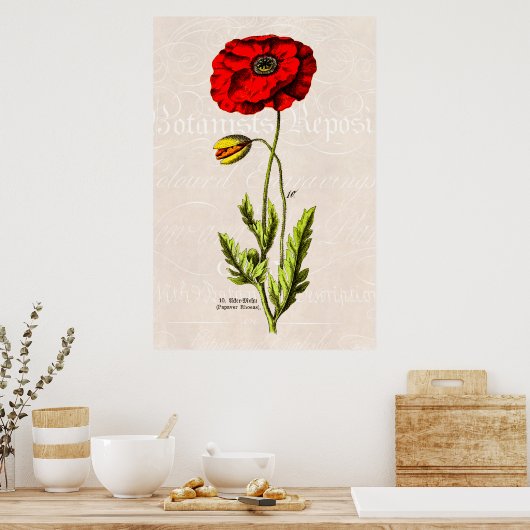 ヴィンテージ1800s赤ケシ野生の花フローラケシ ポスター (キッチン)