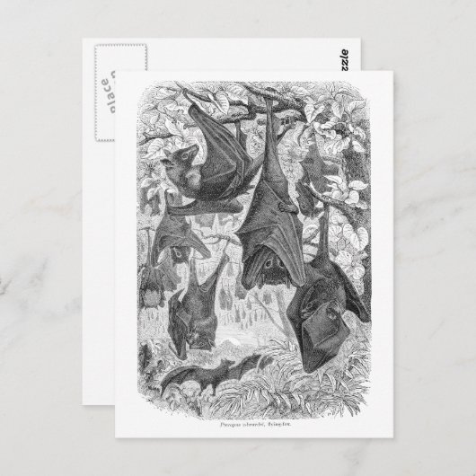 ヴィンテージ1800s飛んでいるキツネこうもりレトロテンプレートこうもり ポストカード (正面/裏面)