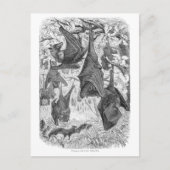 ヴィンテージ1800s飛んでいるキツネこうもりレトロテンプレートこうもり ポストカード (正面)