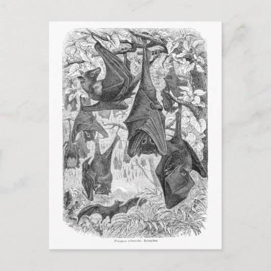 ヴィンテージ1800s飛んでいるキツネこうもりレトロテンプレートこうもり ポストカード (正面)