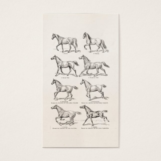 ヴィンテージ1800s馬のゲイトイラストレーション馬 (正面)