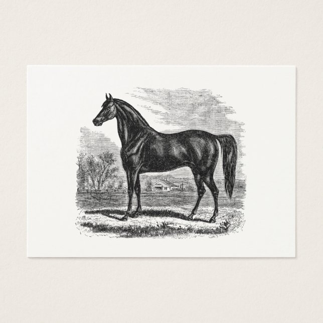 ヴィンテージ1800s馬 – Morgan Equestrianテンプレート (正面)