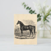 ヴィンテージ1800s馬 – Morgan Equestrianテンプレート ポストカード (スタンド正面)