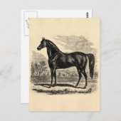 ヴィンテージ1800s馬 – Morgan Equestrianテンプレート ポストカード (正面/裏面)
