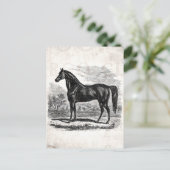 ヴィンテージ1800s馬 – Morgan Equestrianテンプレート ポストカード (スタンド正面)