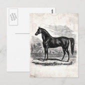 ヴィンテージ1800s馬 – Morgan Equestrianテンプレート ポストカード (正面/裏面)