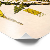 ヴィンテージ1800s黄色のタンポポ種子フローラに移動 フォトプリント (角)