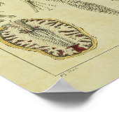 ヴィンテージ1820神経脳解剖学アートプリント ポスター (角)