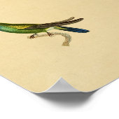 ヴィンテージ1830ハミングバードプリントイエローブルー ポスター (角)