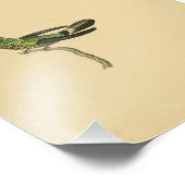 ヴィンテージ1830ハミングバードプリントグリーンブラック フォトプリント            (角)