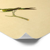 ヴィンテージ1830ハミングバードプリントグリーンレッド ポスター (角)