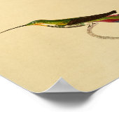 ヴィンテージ1830ハミングバードプリントレッドグリーン ポスター (角)