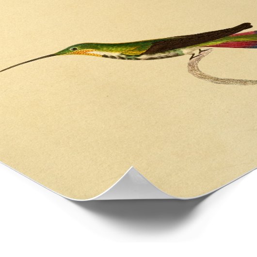 ヴィンテージ1830ハミングバードプリントレッドグリーン ポスター (角)