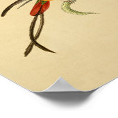 ヴィンテージ1830ハミングバードプリントレッドグリーン ポスター (角)