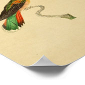 ヴィンテージ1830ハミングバードプリント ポスター (角)