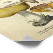 ヴィンテージ1831キノコ品種イエローグリーンプリント ポスター (角)