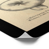 ヴィンテージ1831キノコ品種イエローグリーンプリント ポスター (角)