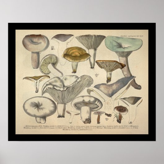 ヴィンテージ1831キノコ品種イエローグリーンプリント ポスター (正面)