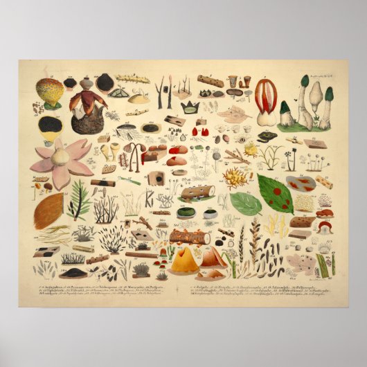 ヴィンテージ1831キノコ品種グリーンイエロープリント ポスター (正面)