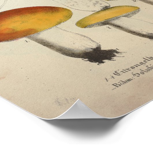 ヴィンテージ1831キノコ品種グリーンイエロープリント ポスター (角)