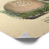 ヴィンテージ1831キノコ品種ホワイトキャッププリント ポスター (角)