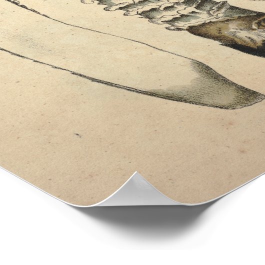 ヴィンテージ1831キノコ品種ホワイトブラウンプリント ポスター (角)