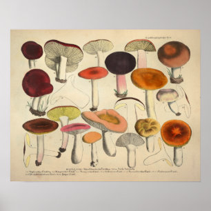 ヴィンテージ1831キノコ品種レッドオレンジプリント ポスター