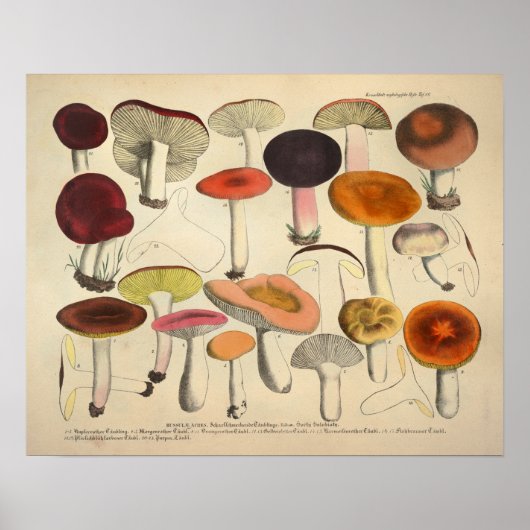ヴィンテージ1831キノコ品種レッドオレンジプリント ポスター (正面)