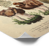 ヴィンテージ1831キノコ品種菌茶色プリント ポスター (角)