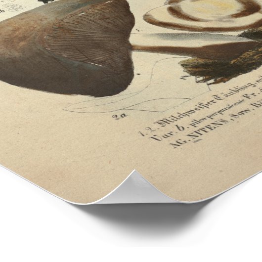 ヴィンテージ1831マッシュルーム品種グリーンブラウンプリント ポスター (角)