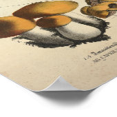 ヴィンテージ1831マッシュルーム品種グリーンブラウンプリント ポスター (角)