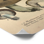 ヴィンテージ1831マッシュルーム品種グリーンブラウンプリント ポスター (角)