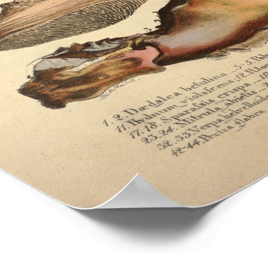 ヴィンテージ1831マッシュルーム品種ブラウンイエロープリント ポスター (角)