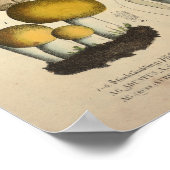 ヴィンテージ1831マッシュルーム品種ブラウンイエロープリント ポスター (角)