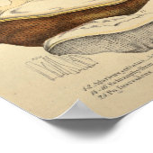 ヴィンテージ1831マッシュルーム品種ブラウンレッドプリント ポスター (角)