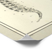 ヴィンテージ1831脊柱解剖学プリント ポスター (角)