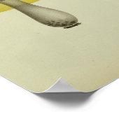 ヴィンテージ1841イエローグリーンブルーマッシュルームアートプリント ポスター (角)