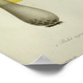 ヴィンテージ1841イエローグリーンブルーマッシュルームアートプリント ポスター (角)