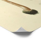 ヴィンテージ1841グリーンブルーブラウンマッシュルームアートプリント ポスター (角)