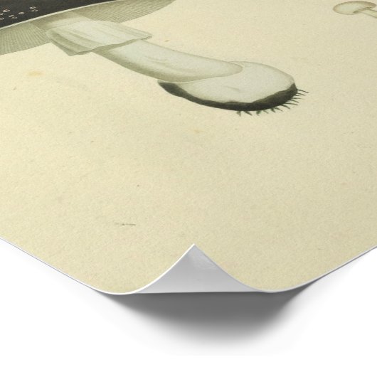 ヴィンテージ1841レッドイエローマッシュルームアートプリント ポスター (角)