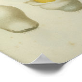 ヴィンテージ1841レッドイエローマッシュルームアートプリント ポスター (角)