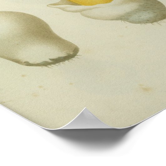 ヴィンテージ1841レッドイエローマッシュルームアートプリント ポスター (角)