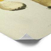 ヴィンテージ1841レッドイエローマッシュルームアートプリント ポスター (角)