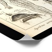 ヴィンテージ1844ヒト神経解剖学プリント ポスター (角)