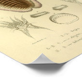 ヴィンテージ1845イカのカラーアートプリント ポスター (角)