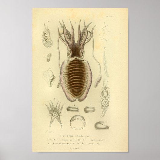 ヴィンテージ1845イカのカラーアートプリント ポスター (正面)