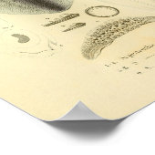 ヴィンテージ1845リーフイカスカラーアートプリント ポスター (角)