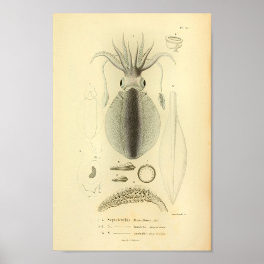 ヴィンテージ1845リーフイカスカラーアートプリント ポスター (正面)