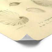 ヴィンテージ1845紙ナウティリズカラーアートプリント ポスター (角)